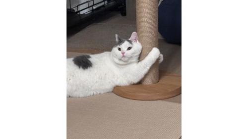 猫と爪とぎ