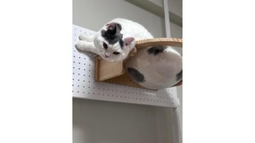 室内にいる猫