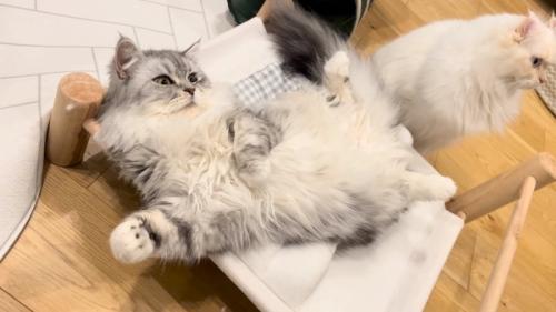 先輩猫こゆきちゃん