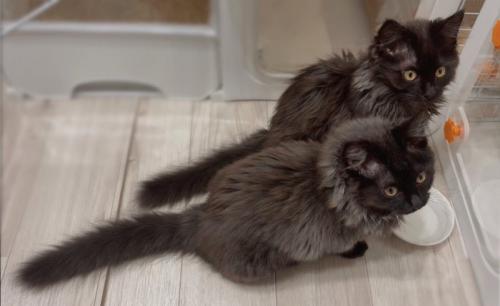 食器の前に座る2匹の猫