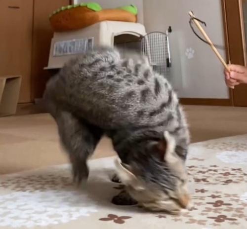 体を捻って地面に着地する猫