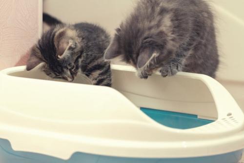 猫トイレと二匹の子猫