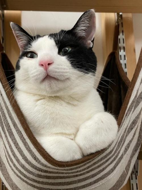 ハンモックで前足を畳んで乗る猫