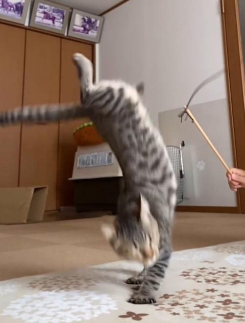 前足を地面に着けて、後ろ足を宙で仰け反らせる猫