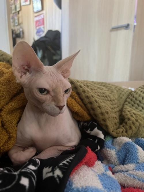 くつろぐ猫