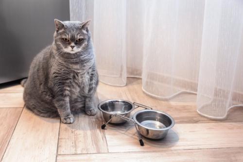 空腹な猫