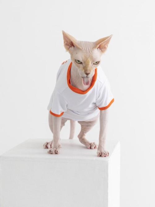 撮影される猫