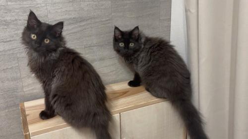 振り向く2匹の猫