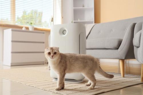 空気清浄機の前に立つ猫