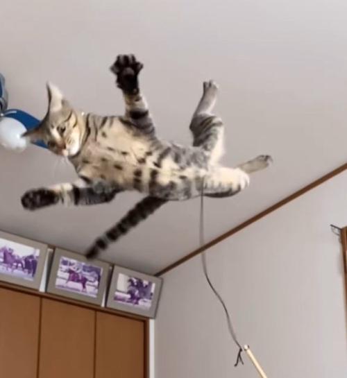 空中で体をひねる猫