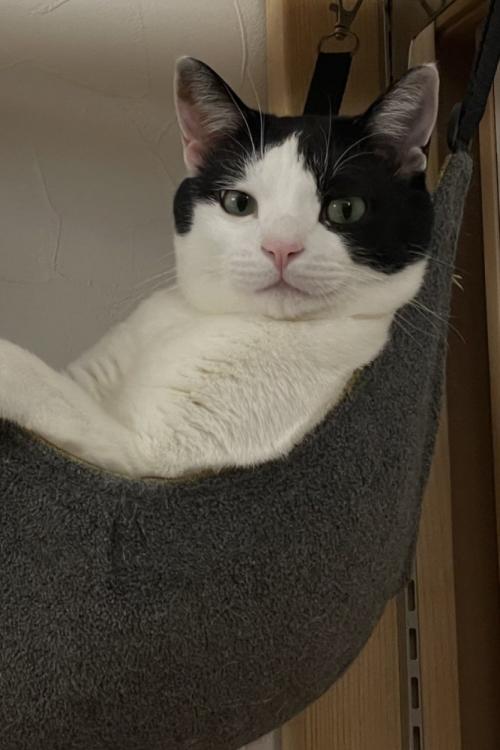 猫の顔