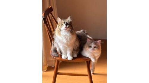 椅子に座る猫たち