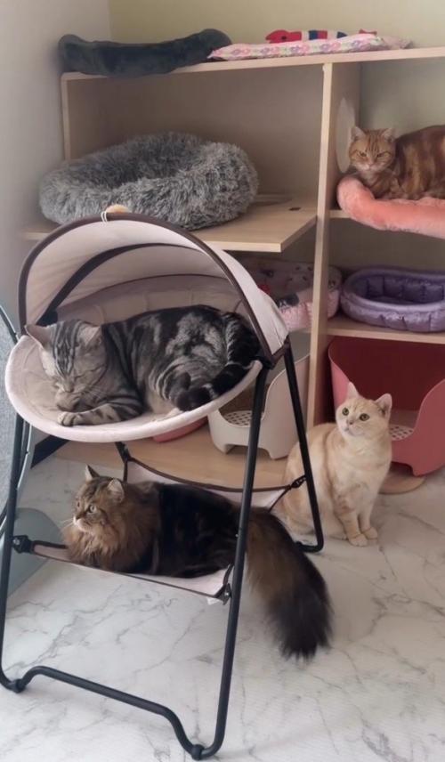ハンモックなどにいる猫4匹