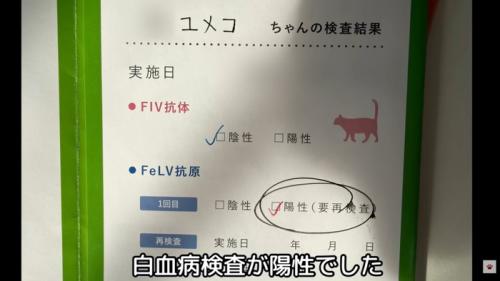 テロップ「白血病検査が～」