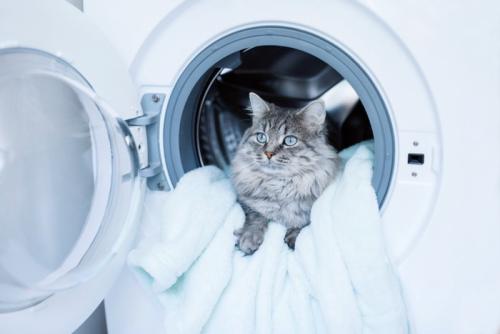 洗濯機に入る猫
