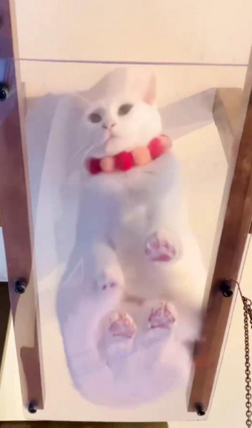 キャットウォークに座る猫