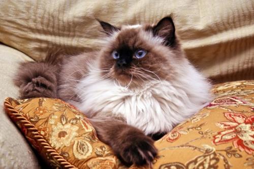 ヒマラヤン猫