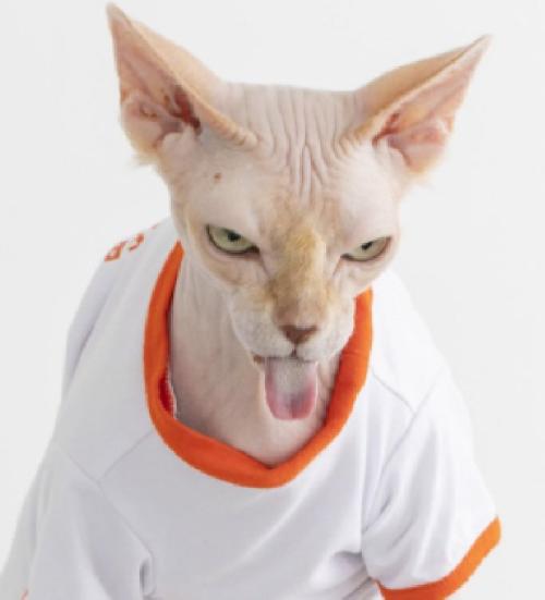悪役顔の猫