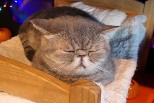 眠る猫