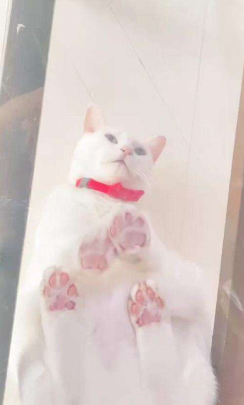 キャットウォークに座る猫