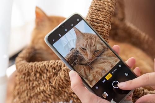 ペットをスマートフォンで撮影