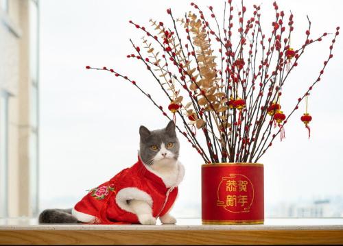 春節の衣装を着た猫