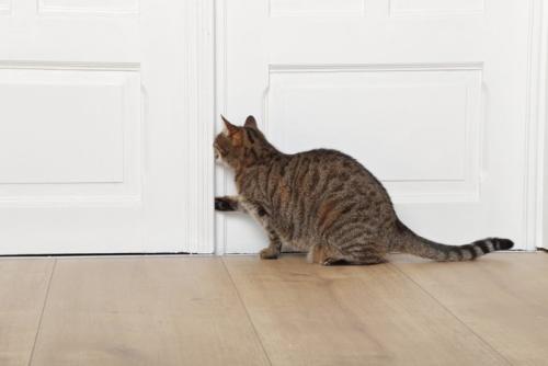 ドアを開けてほしい猫