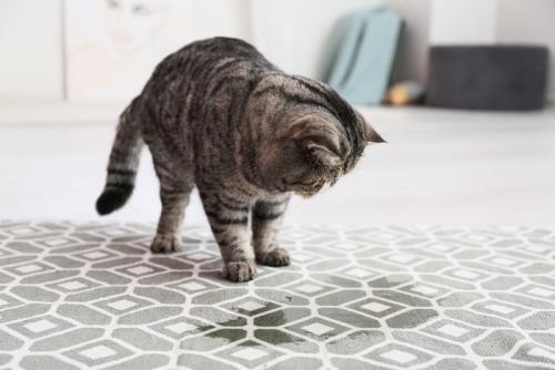 カーペットにしたおしっこを見つめる猫