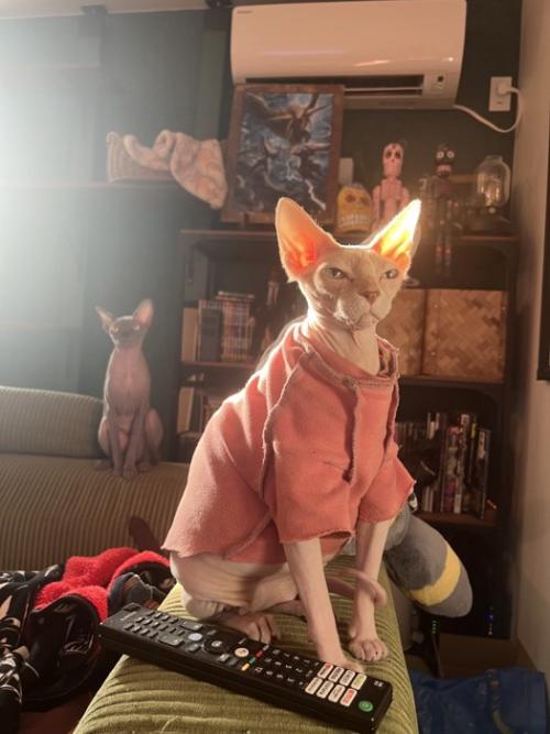 座る2匹の猫