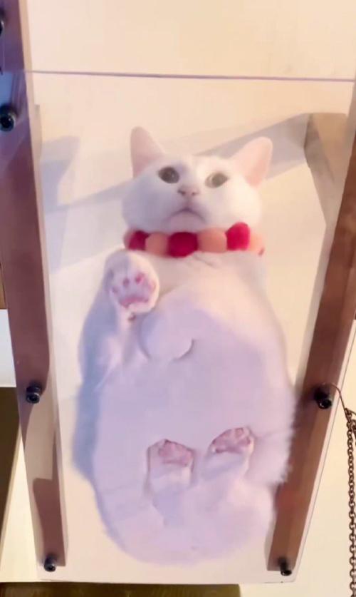 キャットウォークに座る猫