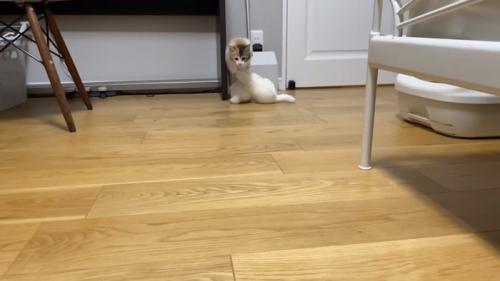 走ってくるうなぎちゃん
