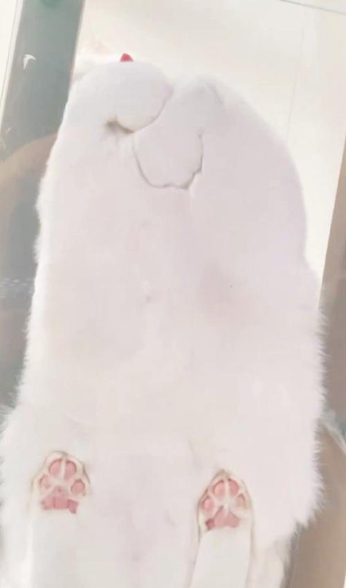 キャットウォークに座る猫