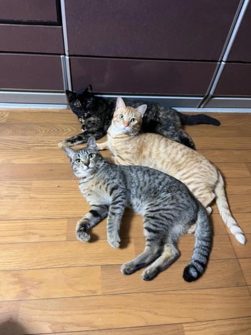3匹の猫