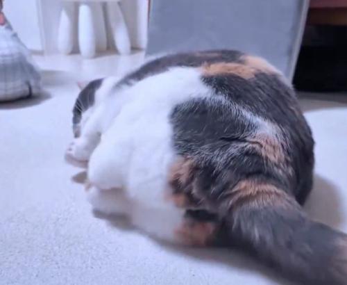 遊ぶ猫