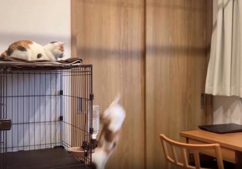 落下する猫