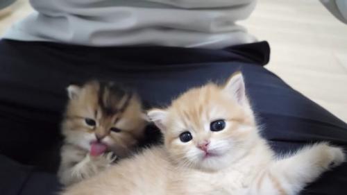 飼い主さんの膝でリラックスし、毛づくろいも