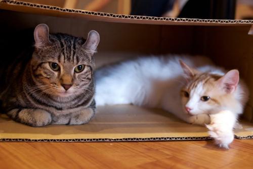 段ボール箱に入ってくつろぐネコ