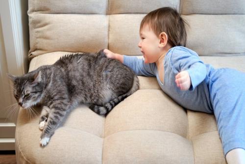 幼児に悪戯されて嫌がる猫