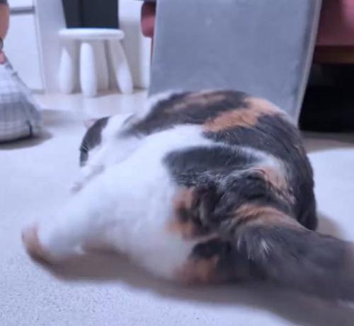 足を伸ばす猫