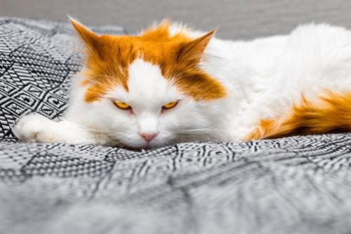 睨みつけるような表情の猫