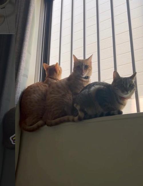 窓辺で寄り添う3匹の猫