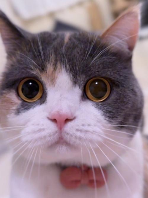 見つめる猫