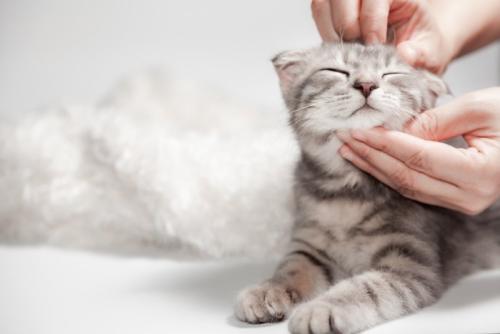 なでられる猫