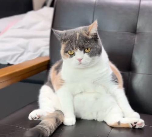 座る猫