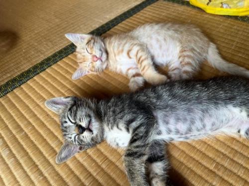 寝ている子猫