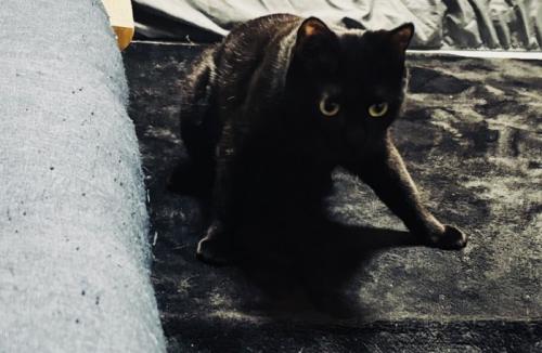 前足を踏ん張って立つ黒猫