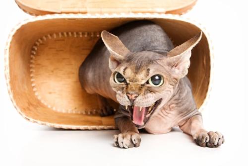 耳を倒して怒っている猫