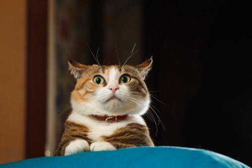 イカ耳のぽっちゃり猫