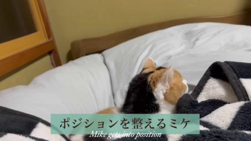 ポジションを整えるミケ