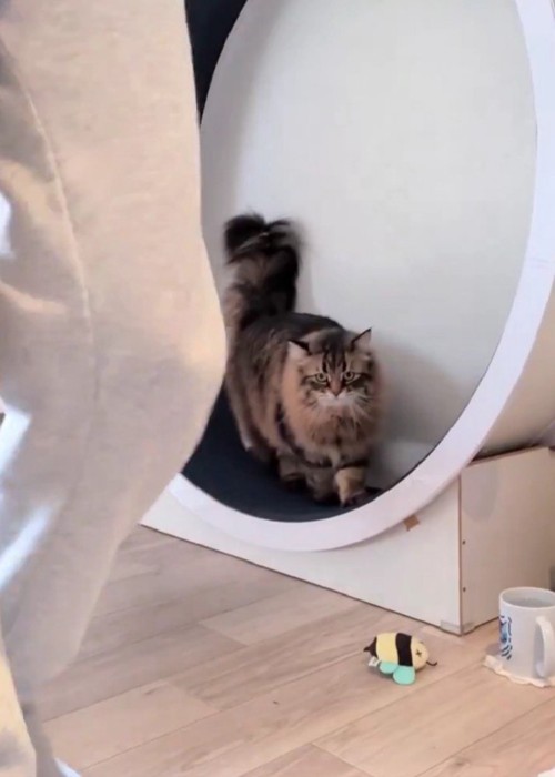 キャットホイールを使う猫